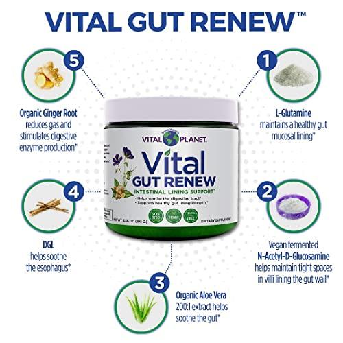 Vital Planet Vital Planet - Vital Gut Renew Powder Supplement for Leaky Gut Repair with L-Glutamine, Marshmallow and Ginger Root, DGL Licorice Root and Organic Aloe Vera, L Glutamine 6000mg 6.88 oz