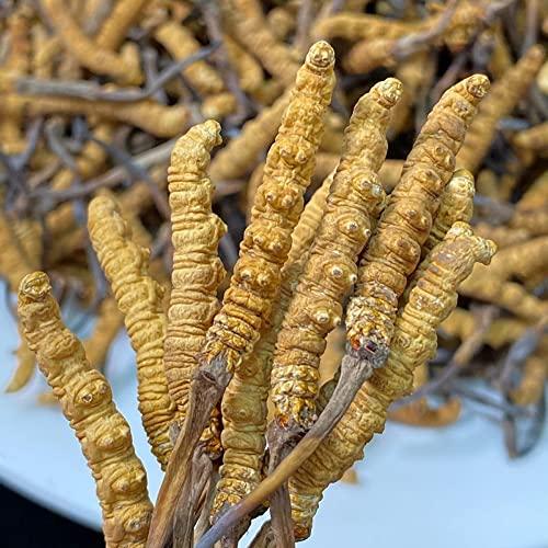 Generic Cordyceps Sinensis,100% Wild Cordyceps,Whole Himalyan Cordyceps Sinensis Mushroom 100% Dong Chong Xia Cao Chinese Caterpillar Fungus,winterworm Summerherb 5g
