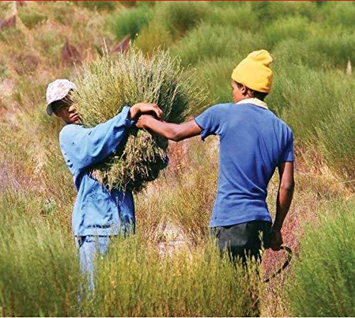 Tick Tock TICK TOCK TEAS Naturally Caffeine Free Red Bush Herbal Green Tea, 40 Count, Organic Rooibos Green Tea, 2.5 Oz