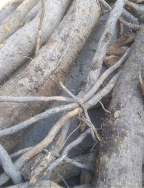 Jibril enterprise Generic Voacanga Africana root bark powder, no additives, 100% organic, 100g/pack, including phyto sanitary certificate