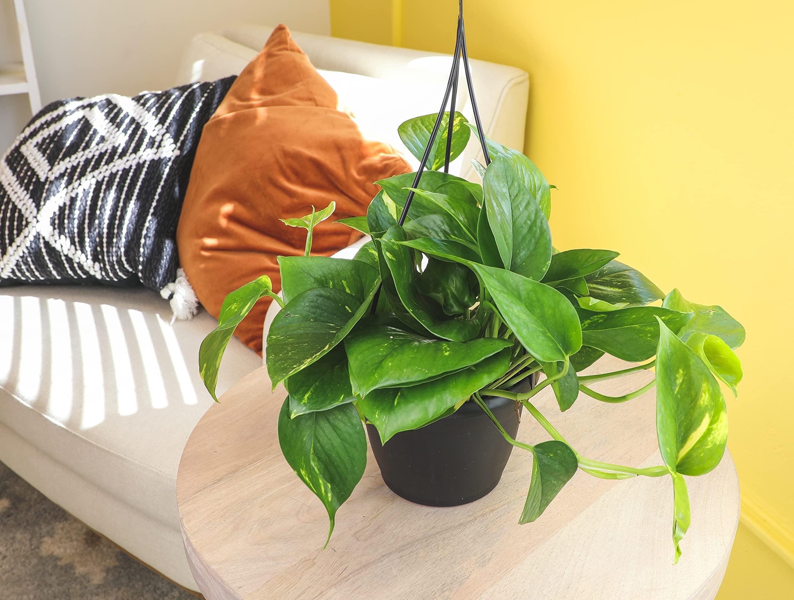 Plants for Pets Golden Pothos Plant Live in Hanging Planter Pot Live by Plants for Pets, 1 Count