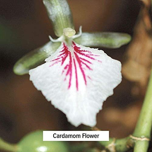 Banyan Botanicals Banyan Botanicals Cardamom Powder - Certified Organic, Spice Jar - Elettaria cardamomum
