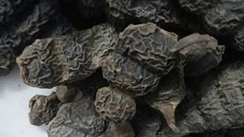 SANAA ZESTY Whole SHIKAKAI -Acacia Concinna Ayurvedic medicinal from Sanaa Zesty (4)