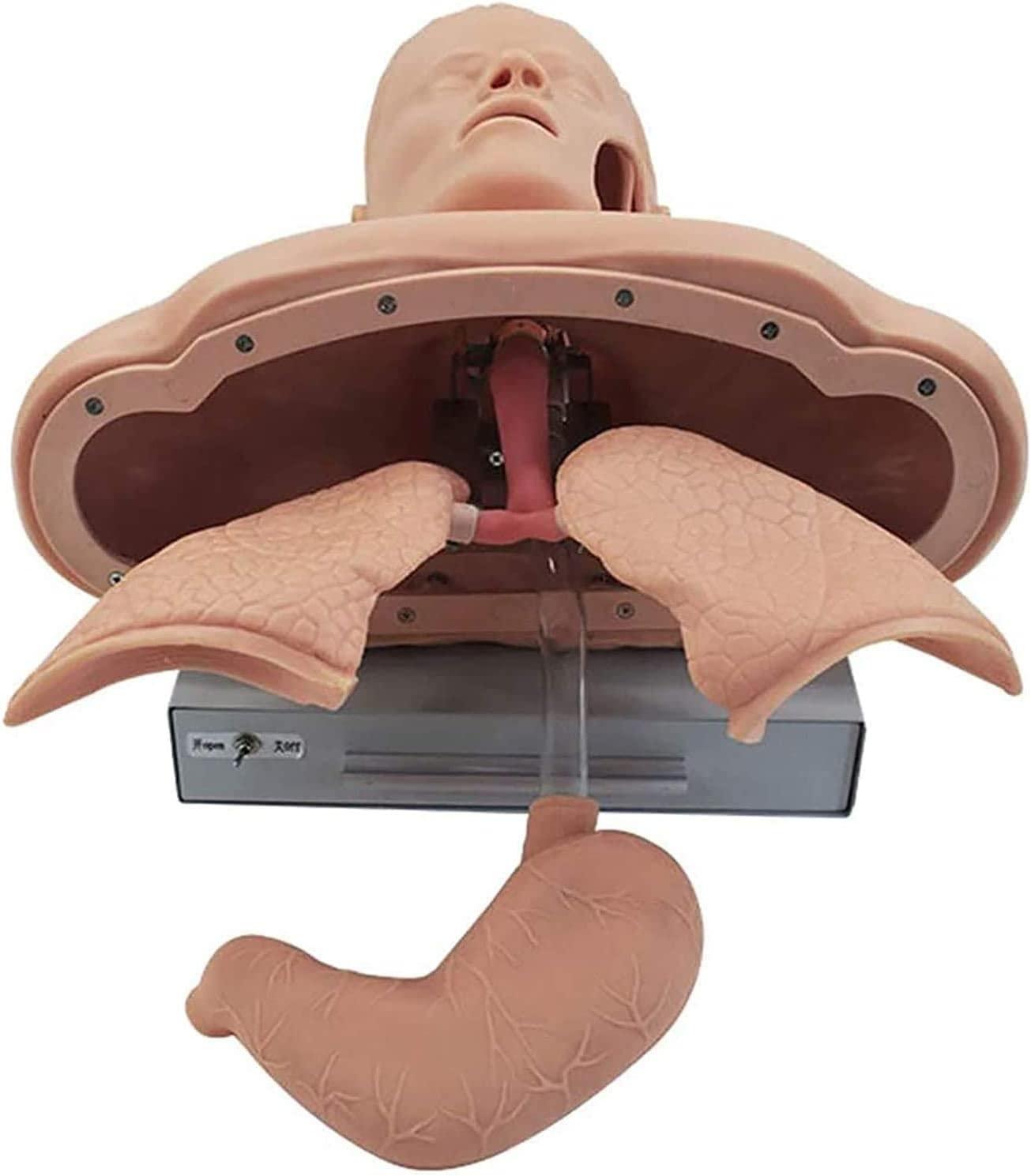 CHROX CHROX PVC Adult Intubation Manikin Teaching Model, Airway Management Trainer Tracheal Intubation Training Simulator Model, Science Lab Education