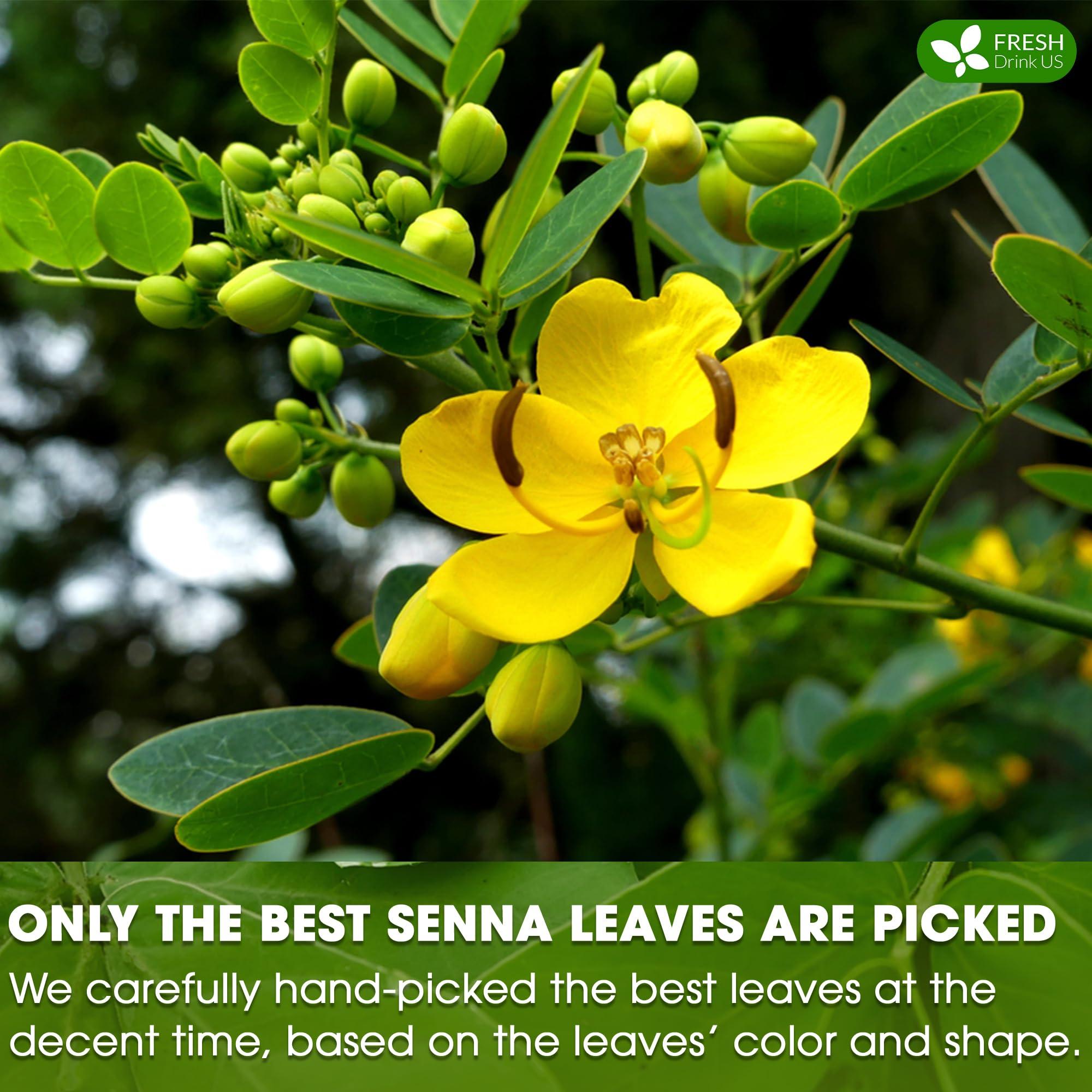 FRESHDRINKUS FreshDrinkUS, Premium 75 Senna Leaf Tea Bags, 100% Natural & Pure from Senna Leaves. Loose Leaf Senna Herbal Tea, Made with Natural Material Tea Bags. No Sugar, No Caffeine, No Gluten, Vegan.