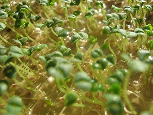 COUNTRY CREEK ACRES GROWING IS IN OUR ROOTS 2 oz Chia Seed, Chia Seeds, Microgreen, Sprouting, Non GMO - Country Creek Acres Brand - High Germination- Edible Seeds, Gardening, Hydroponics, Growing Sprouts, Juicing