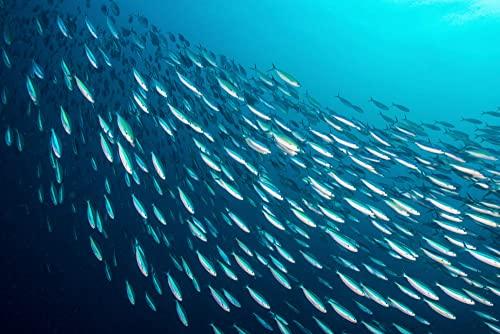 SEASON Season Anchovies in Olive Oil – Flat Anchovy Fillets, Wild Caught Fish, Keto Snacks, Canned Anchovies, Rich in B Vitamins, Low in Mercury, Kosher, Non-GMO, 600mg of Omega-3 – 4.2 Oz Glass Jar, 6-Pack