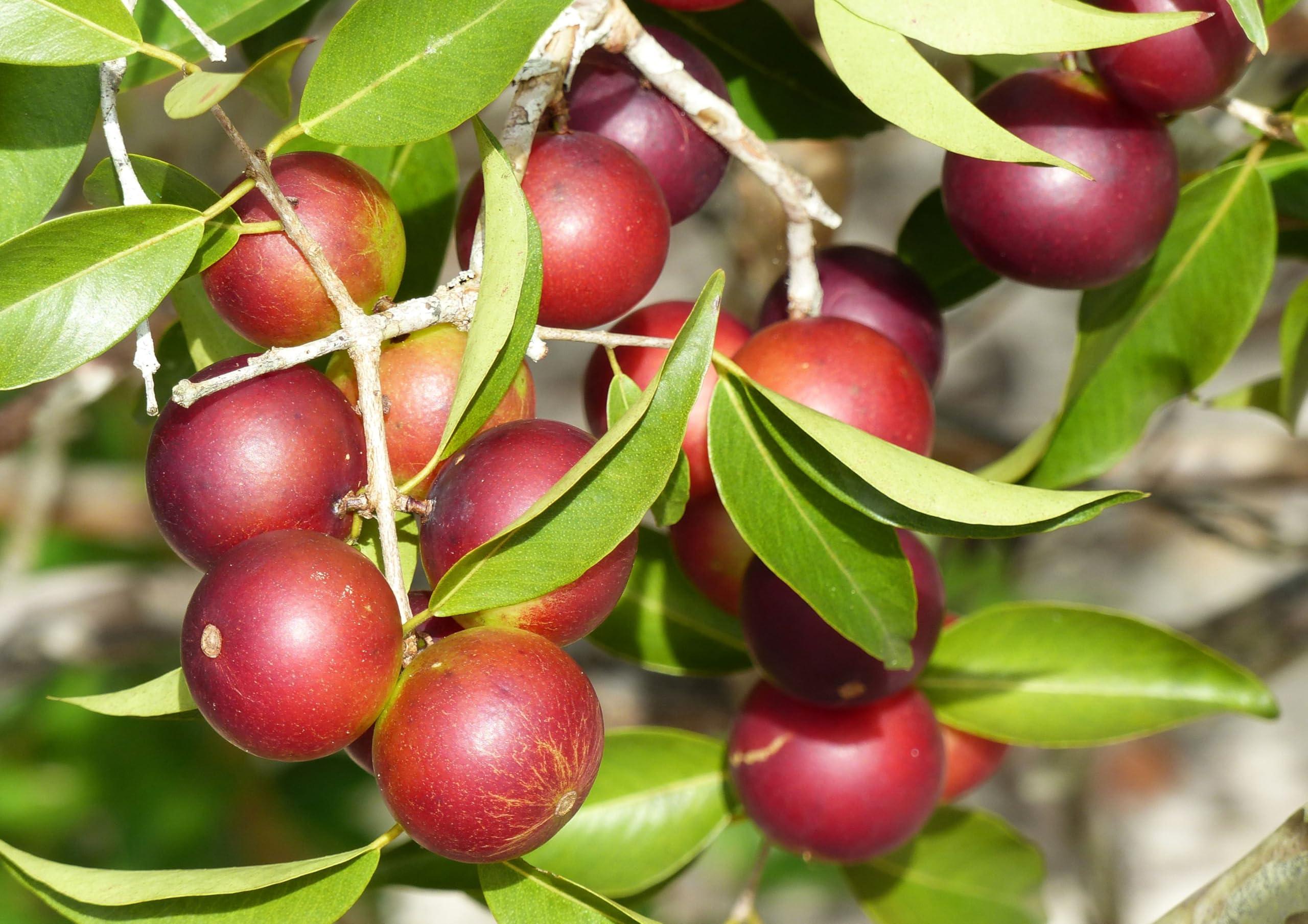 Food to Live Food to Live - Organic Camu Camu Powder, 8 Pounds - Non-GMO, Kosher, Raw, Vegan Superfood, Bulk, Non-Irradiated, Pure, Great for Baking and Drinks