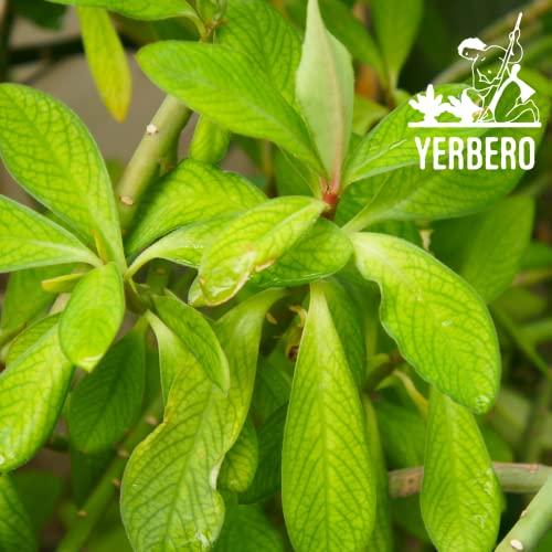 YERBERO Yerbero - Moronel Herbal Tea (.75 oz - 22gr) Planta De la Vida Te Altamente Saludable, Whole Leaf,100% All Natural Delicious| 20+ Servings | From Ensenada Mexico | Premium Wildcrafted Quality.