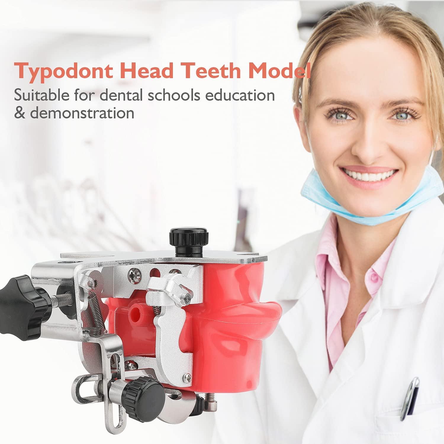 faruijie faruijie Dental Simulator Mannequin Head - Typodont Teeth Model Phantom Head Training Manikin with Bench Mount Fixed on Desk for Dental Schools Education Practical Demonstration