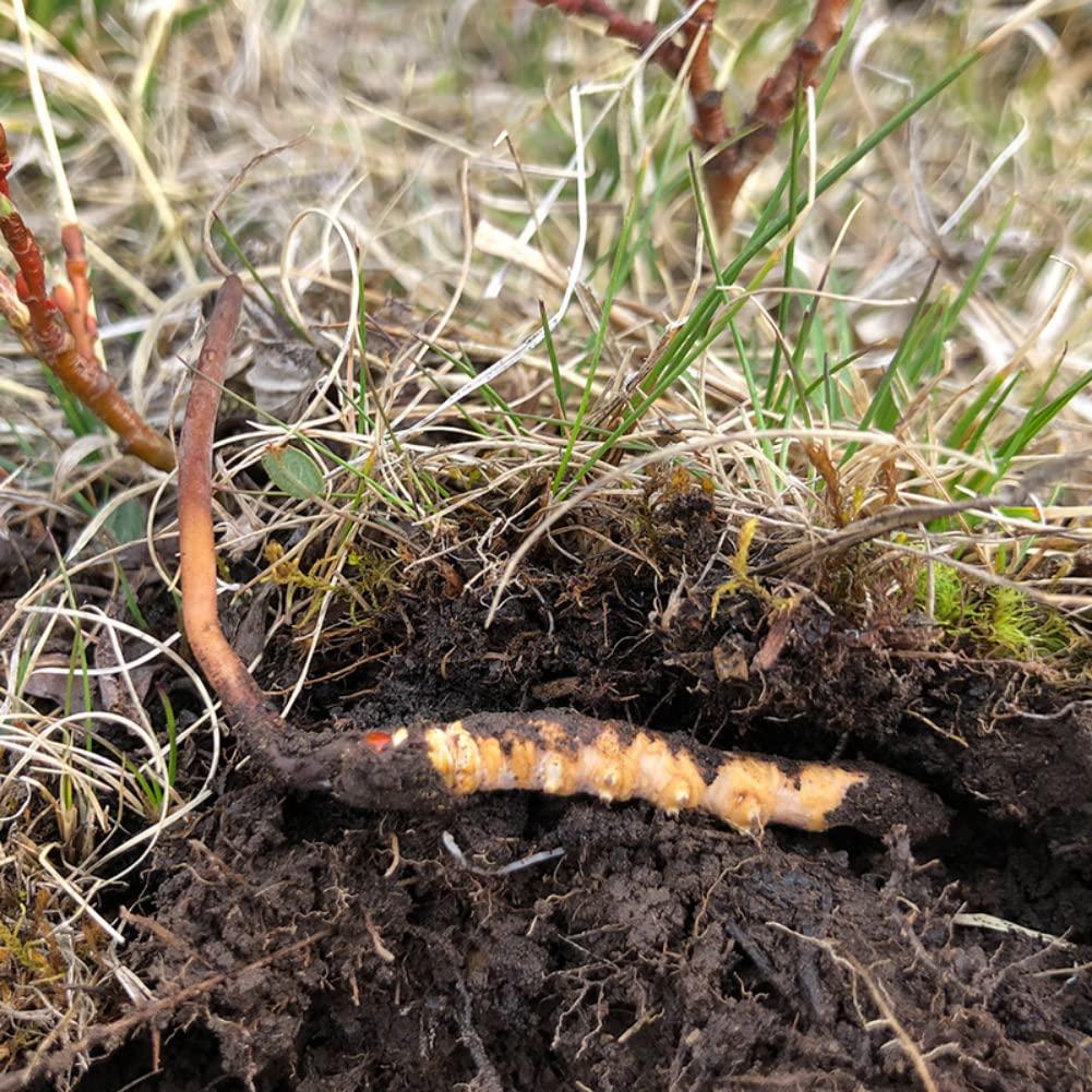 Generic Wild Himalayan Cordyceps Sinensis 5 Grams Chinese Caterpillar Fungus Dong Chong Xia Cao Cordyceps Sinensis Wild Cordyceps.