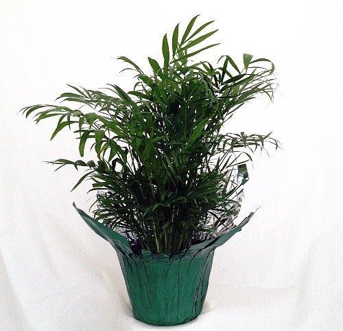 JM BAMBOO JM BAMBOO-Victorian Parlor Palm - Chamaedorea Elegans - Indestructable