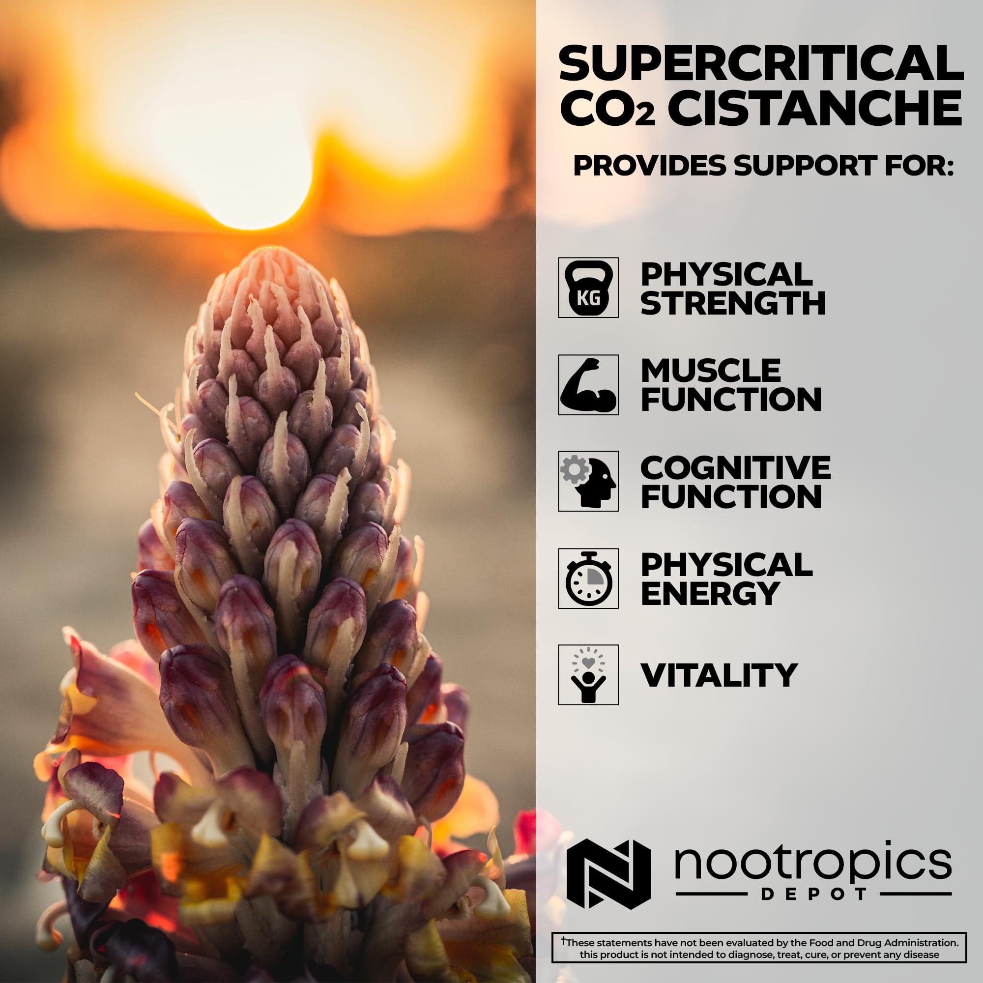 Nootropics Depot Nootropics Depot Cistanche Supercritical CO2 Extract Capsules | 20% Echinacoside + 20% Verbascoside (Acetoside) | 60 Count
