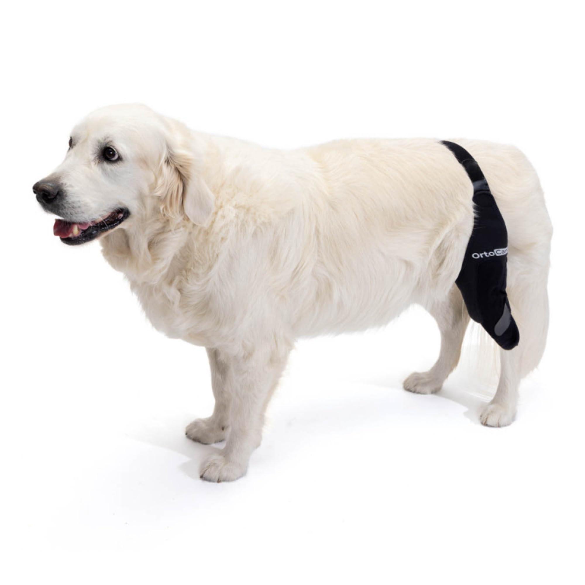 Ortocanis Ortocanis Dog Knee Brace for Torn Acl Hind Leg, Ligament Rupture and Patella Luxation - Dog Acl Knee Brace - Dog Braces for Back Leg for Support - Dog Back Leg Support Brace (Size S, Left Leg)