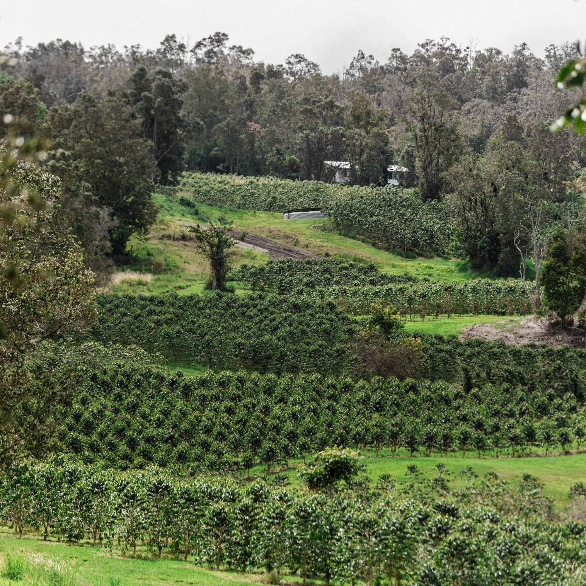 ROYAL KONA COFFEE FOR ROYALTY ROYAL KONA COFFEE - Medium Roast Ground Coffee, Mountain Roast Flavor, 8 Ounce