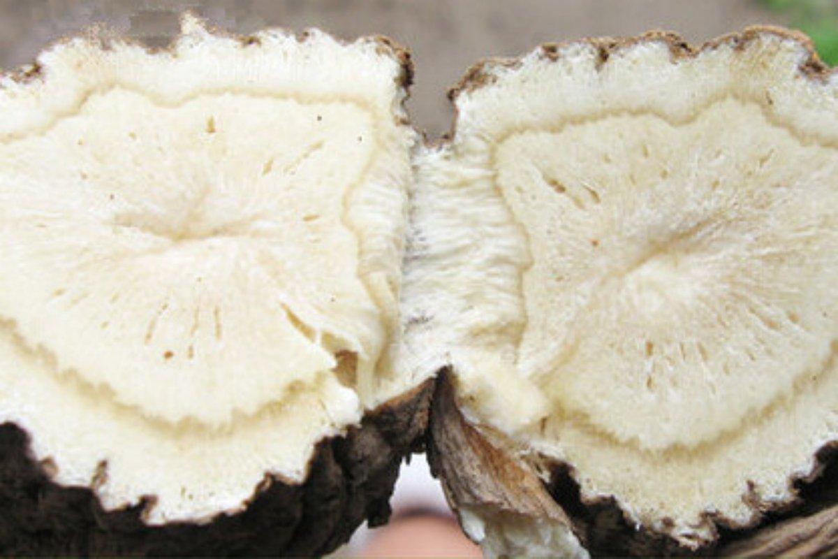helen ou@qxg helen ou @ Min County ecology crude medicine decorticate angelica piece 500g/1.1lb/17.6oz