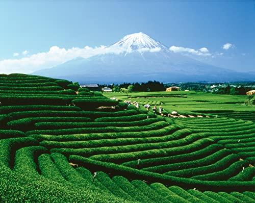 Palais des Thés Palais des Thés - Thé des Alizes - Premium Gourmet Green Tea with White Peach, Kiwi, Watermelon, and Flower Petals - 3.5oz Loose Leaf Metal Gift Tin