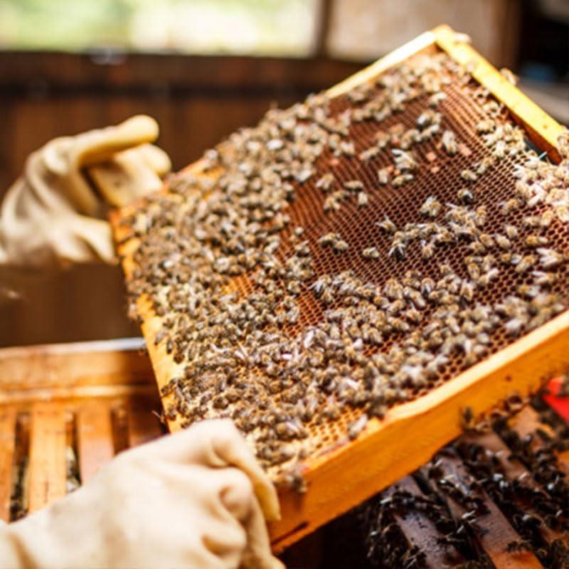 Deca Aloe Arborescens US Aloe Arborescens - Supreme Immune Health Formula - for Healthy Immune System Function - Aloe Juice + Honey (16 Ounces) (4)