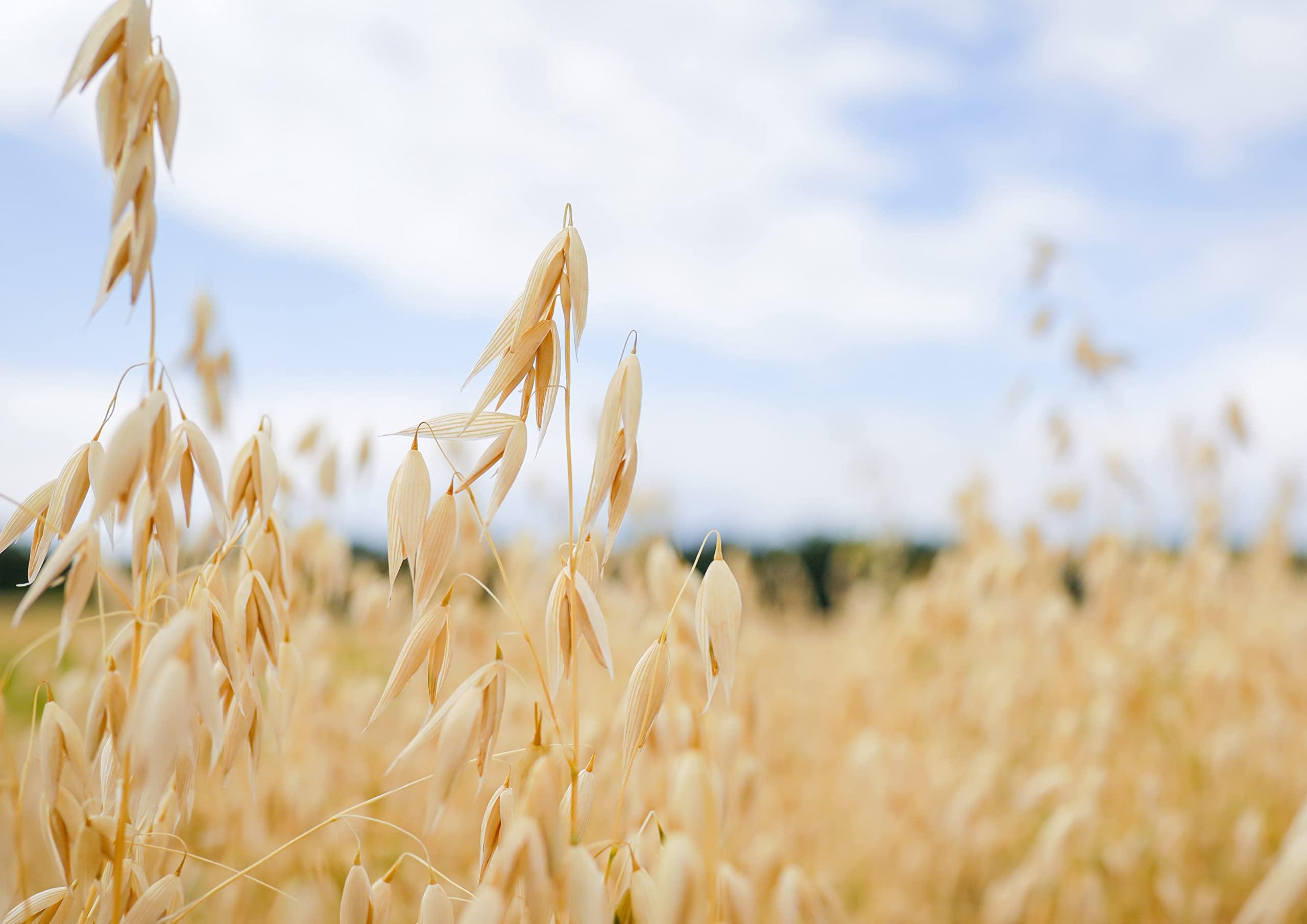 Food to Live Food to Live Organic Quick Cooking Rolled Oats Non-GMO, 1-Minute Oatmeal, 100% Whole Grain, Thin Flakes, Uncooked, Vegan, Bulk. Rich in Protein, Fiber. Great for Breakfast Cereal, Granola, Baking