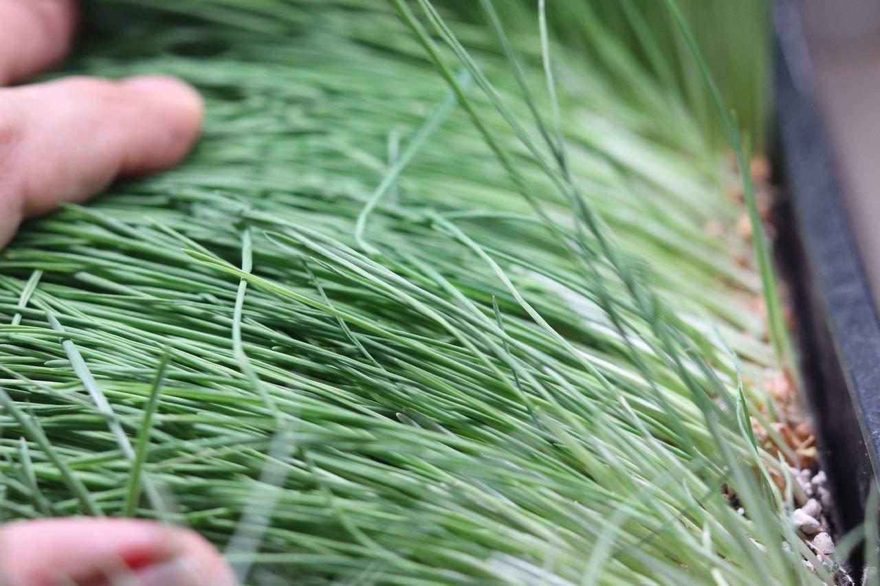 Grass On the Go Wheatgrass Shots (60 Shots)