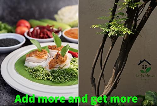 Lanka Flavors Feel Different Dried Curry Leaves 0.7 Oz (20 g) Whole Herbs Leaf for Asian Spices Food Organic Natural Air Dried Kari Patta Aromatic Flavors - Lanka Flavors Feel Different