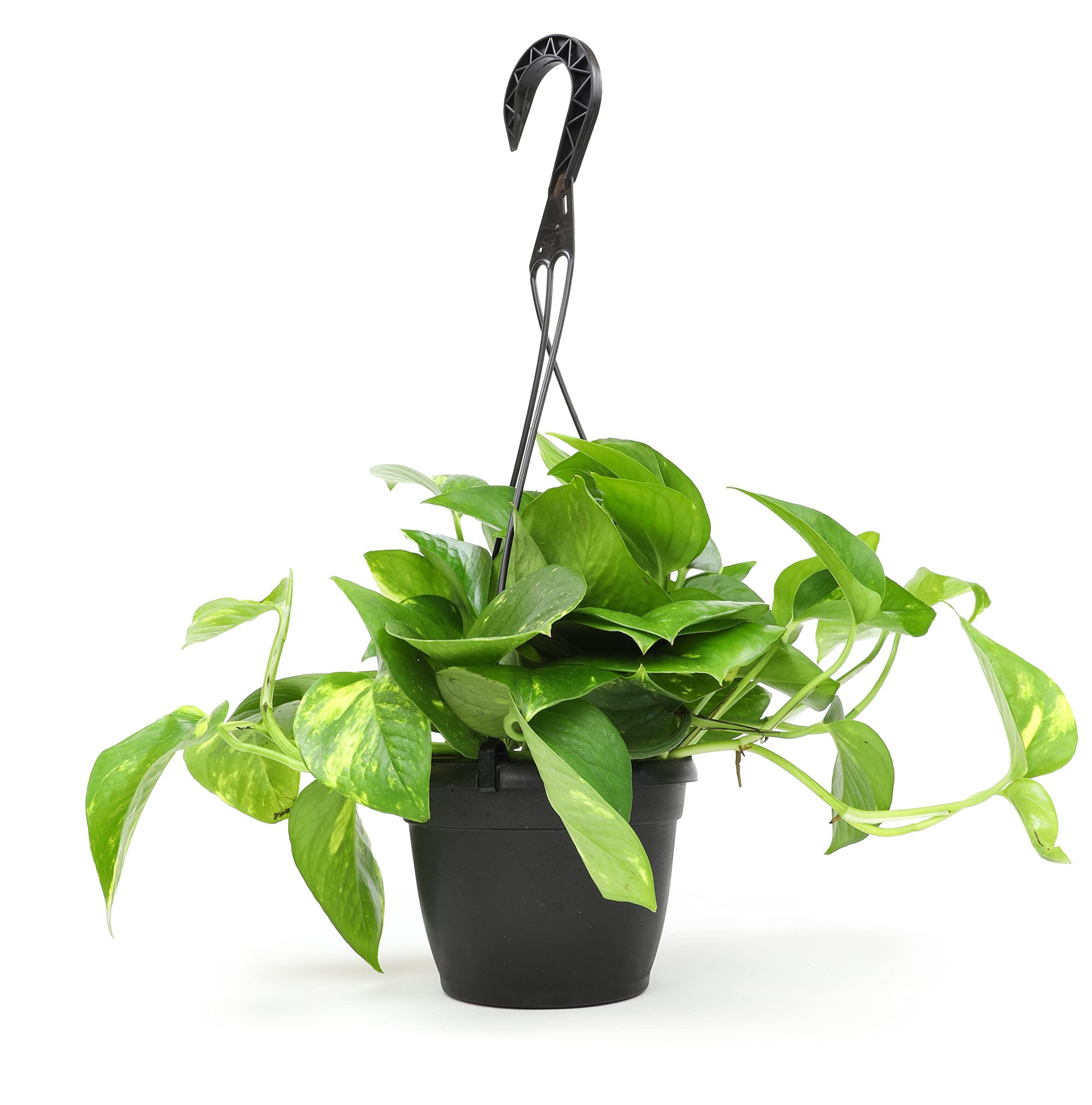 Plants for Pets Golden Pothos Plant Live in Hanging Planter Pot Live by Plants for Pets, 1 Count