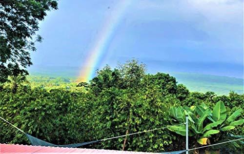 Domain Kona Gourmet Coffee 100% Kona Coffee – Whole Bean, Dark roast, Single estate gourmet coffee, 16 ounces, Ships direct from Domain Kona, farm fresh