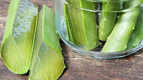 Barbadensis 3 Pounds Organic Extra Large Aloe Vera Barbadensis Green Leaves