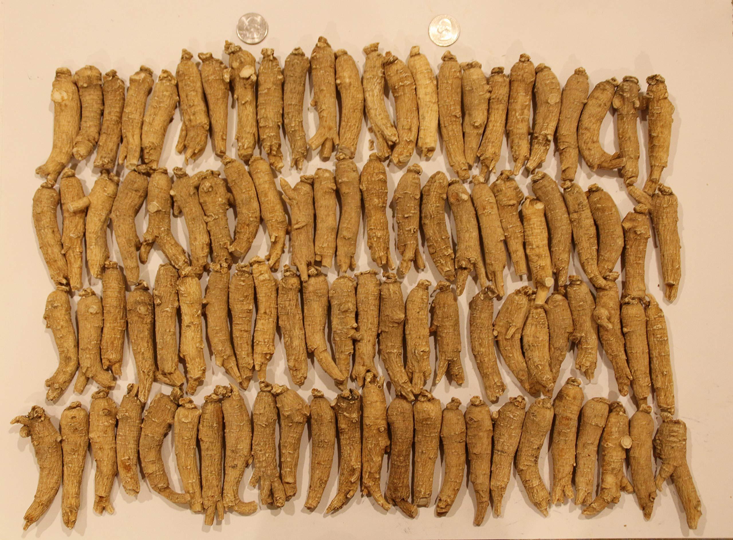 Herbal For Life By CH Connection American Ginseng from Wisconsin, Ginseng Root / Ginseng Slice / Ginseng Tea, 4 Ounce (Jumbo Long Roots)