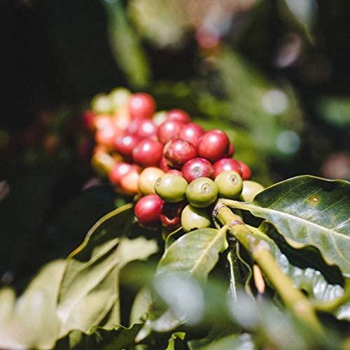 Fara Coffee Fara Coffee, Whole Bean (Roasters Choice Organic (Medium/Dark), 12 oz)