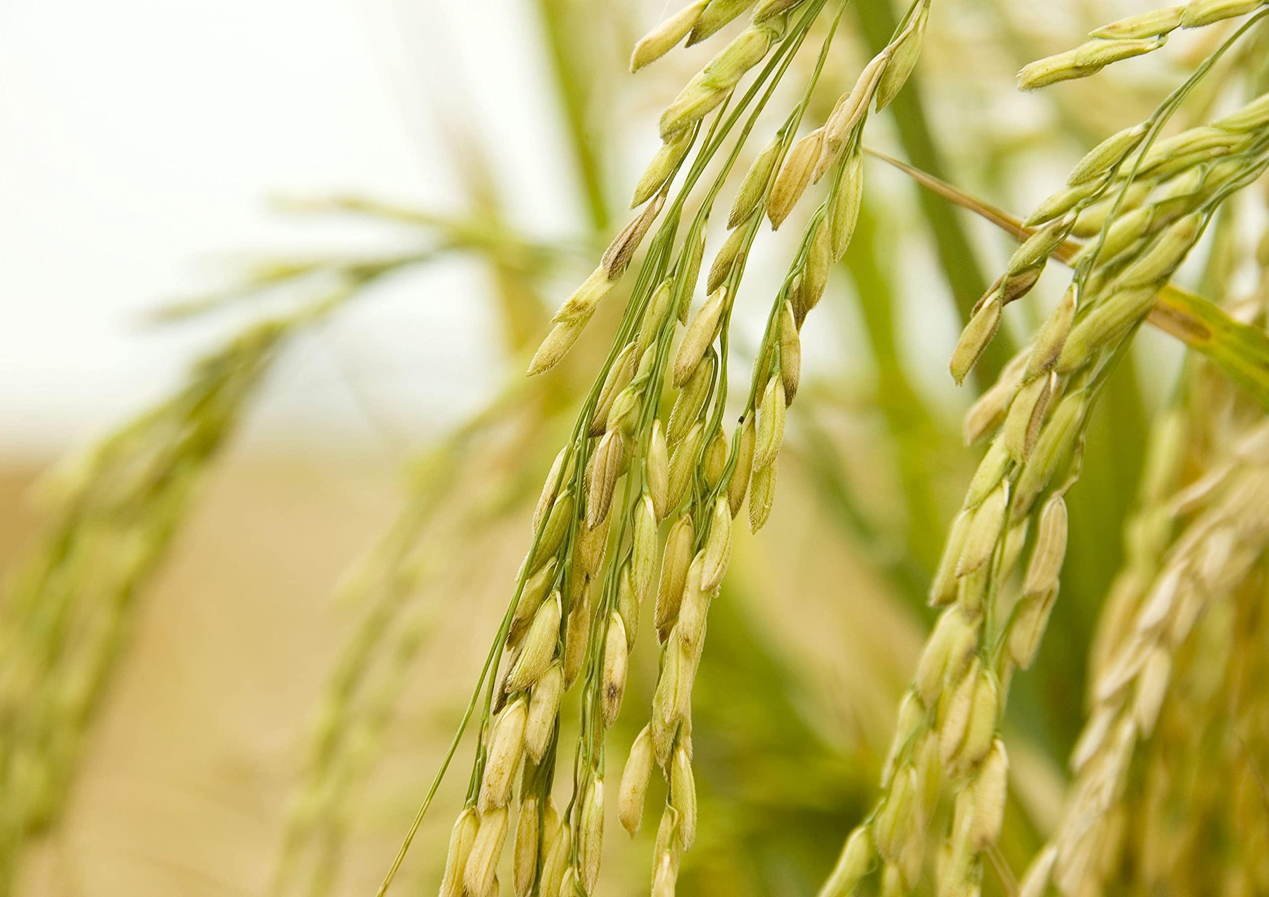 Food to Live Food to Live Jasmine Brown Rice, 24 Pounds Whole-Grain and Long-Grain Thai Rice, Vegan, Kosher, Bulk. Higher in Fiber than White Jasmine Rice. Great as Side Dish