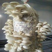 Willow Mountain Mushrooms Mushroom Lovers Multi Kit ~ One Each ~ Button, Crimini and Oyster ~ EASY to Grow!!