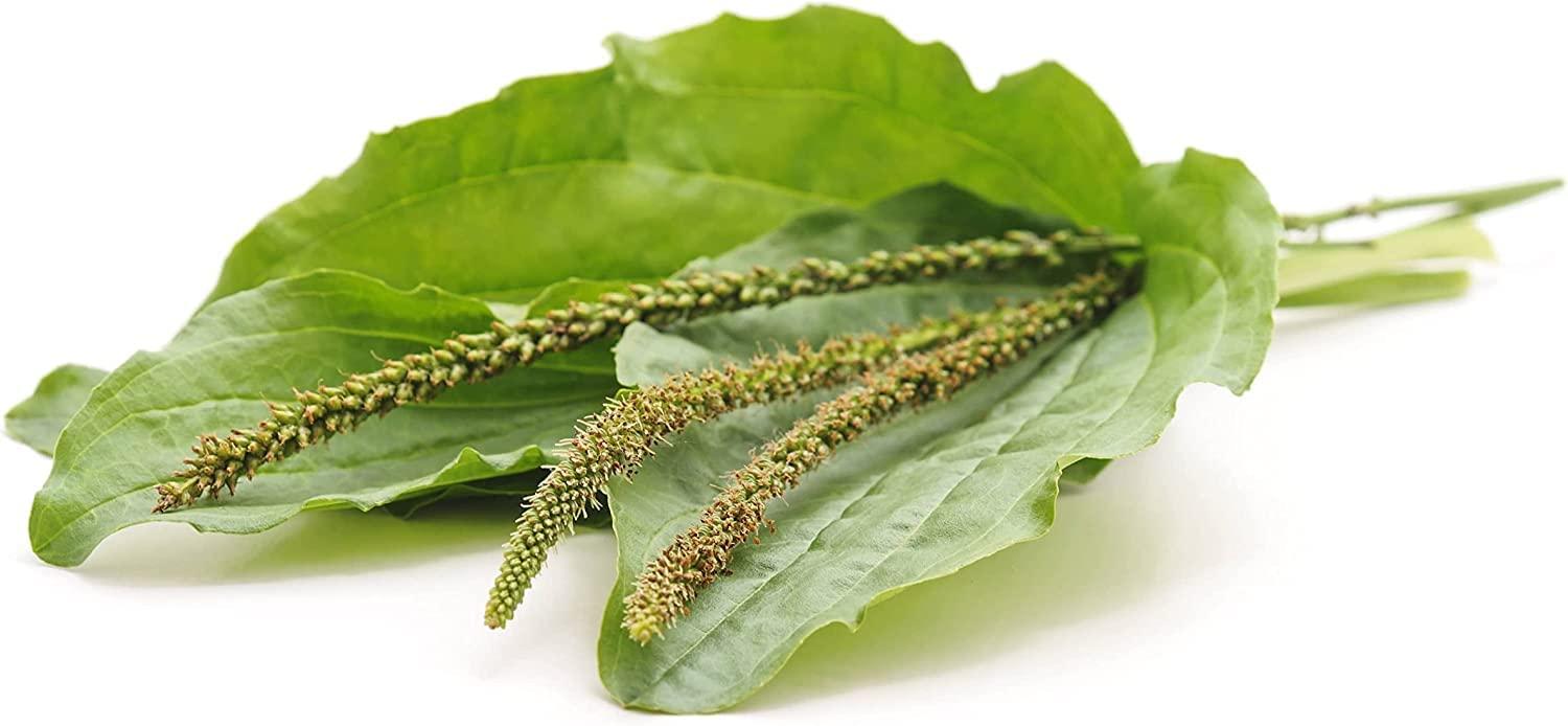 Food to Live Food to Live Organic Psyllium Husk Powder, 12 Ounces Non-GMO, Kosher, Ultra Fine, Unsweetened, Unflavored, Rich in Fiber, Natural Food Thickener, Great for Baking, Raw, Bulk, Vegan, Keto Friendly