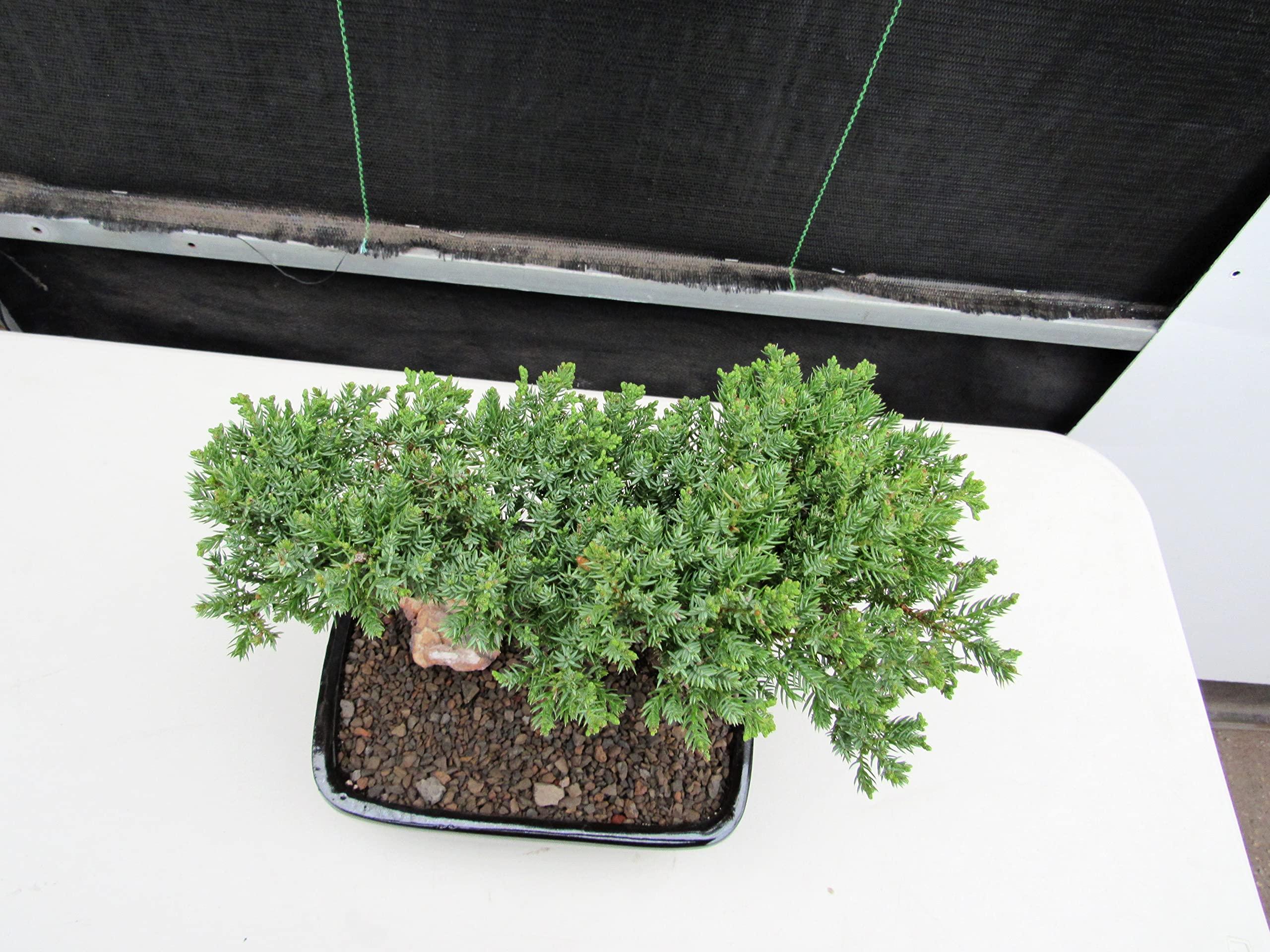 LOVE MY BONSAI Juniper Bonsai Tree (Medium) (Medium (As Shown))