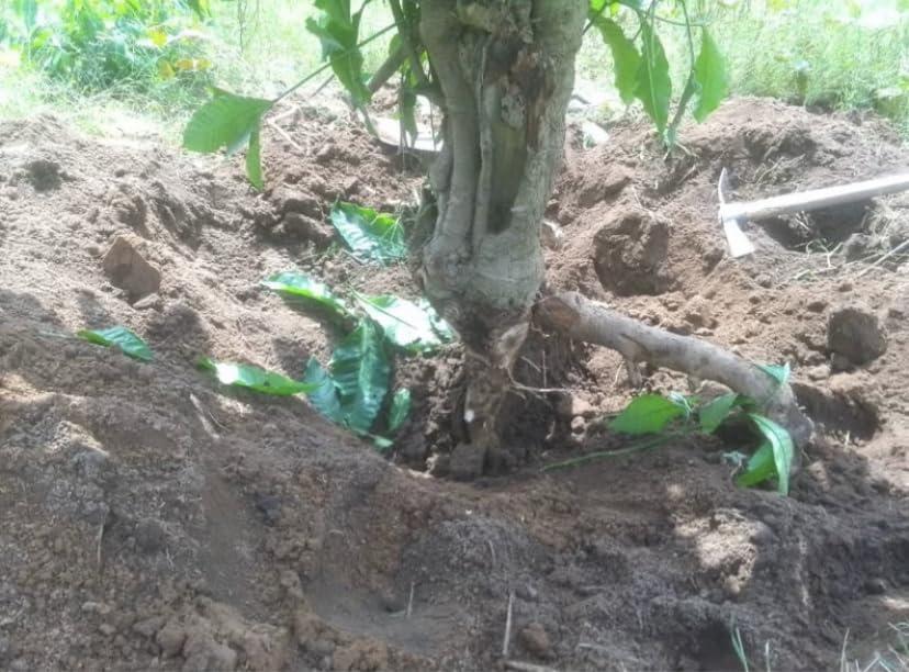 Jibril enterprise Generic Voacanga Africana root bark powder, no additives, 100% organic, 100g/pack, including phyto sanitary certificate