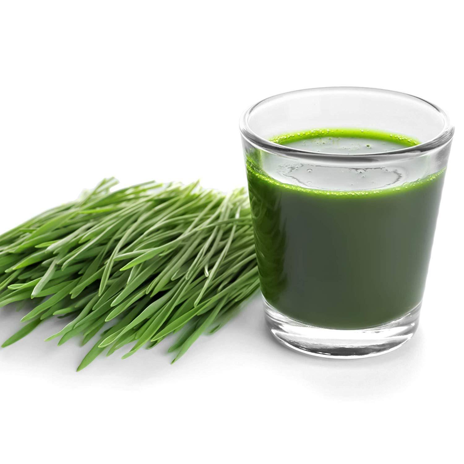 Handy Pantry Handy Pantry Organic Wheatgrass Seeds - For Wheat Grass, Cat Grass, Food Storage & More - Hard Red Wheat (2.5 Pounds)