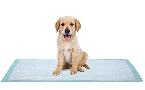 BrightCare Extra Large Disposable Incontinence Bed Pad 10 Count (Size 36 x 36 Inch) - Hospital Underpad with Incontinence Protection for Adult, Child, or Pets - Absorbent Waterproof Chux by BrightCare