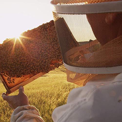 OHB Chico Honey Co. OHB Chico Honey Company Honey Squeeze Pouch (California Wildflower Honey)