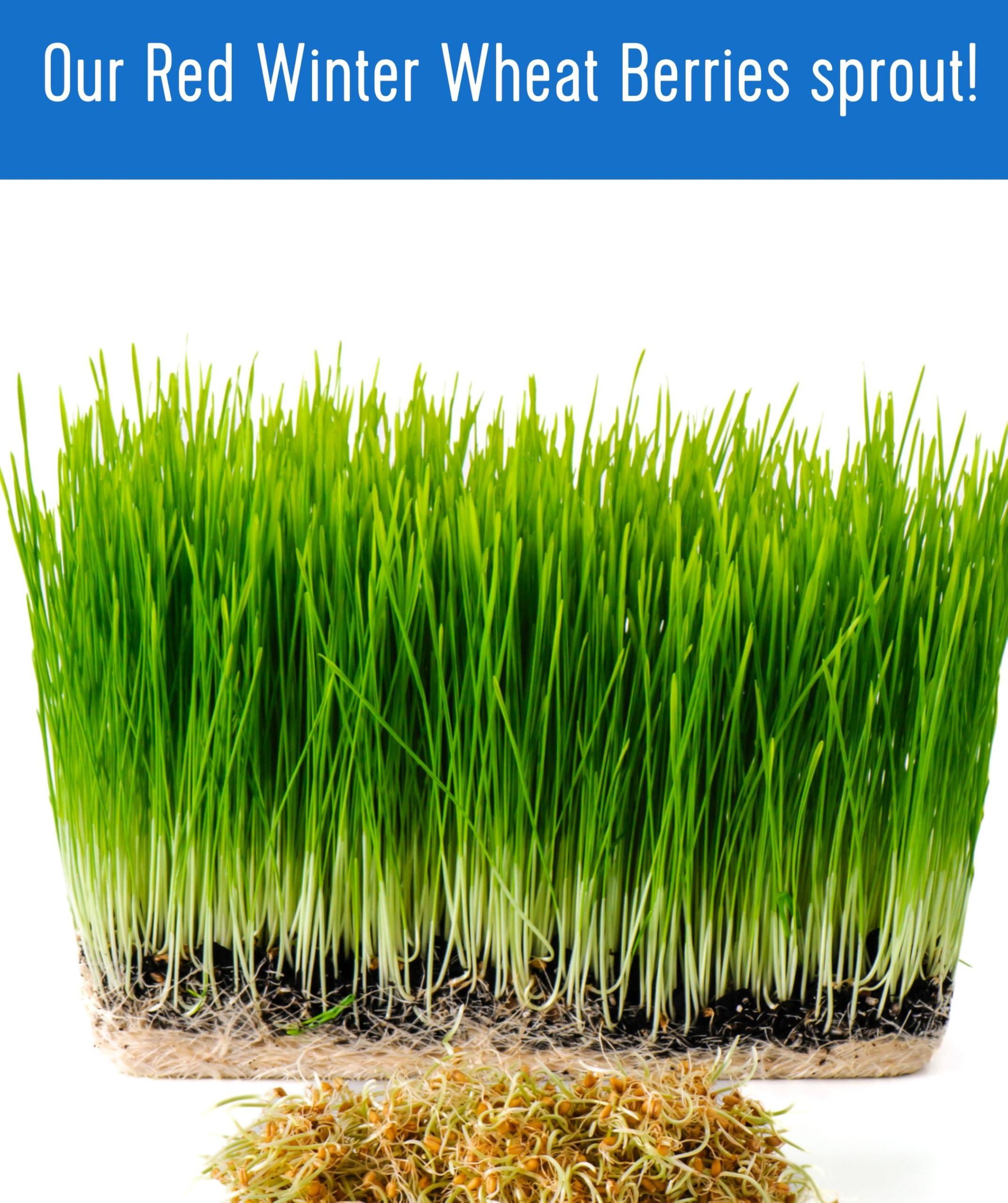 Palouse Brand Certified Glyphosate Residue Free Hard Red Winter Wheat Berries | 5 LBS | Family Farmed in Washington State | Non-GMO Project Verified | 100% Non-Irradiated | Certified Kosher Parve | Field Traced | Burlap Bag