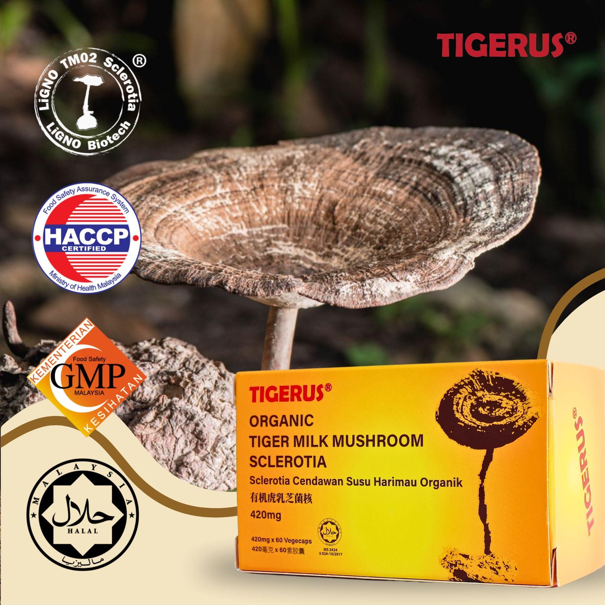 TIGERUS TIGERUS Tiger Milk Mushroom (LiGNO TM02 Lignosus rhinocerus Sclerotia) Malaysia, Lung Respiratory Immune Support 420mg x 60 vegecap