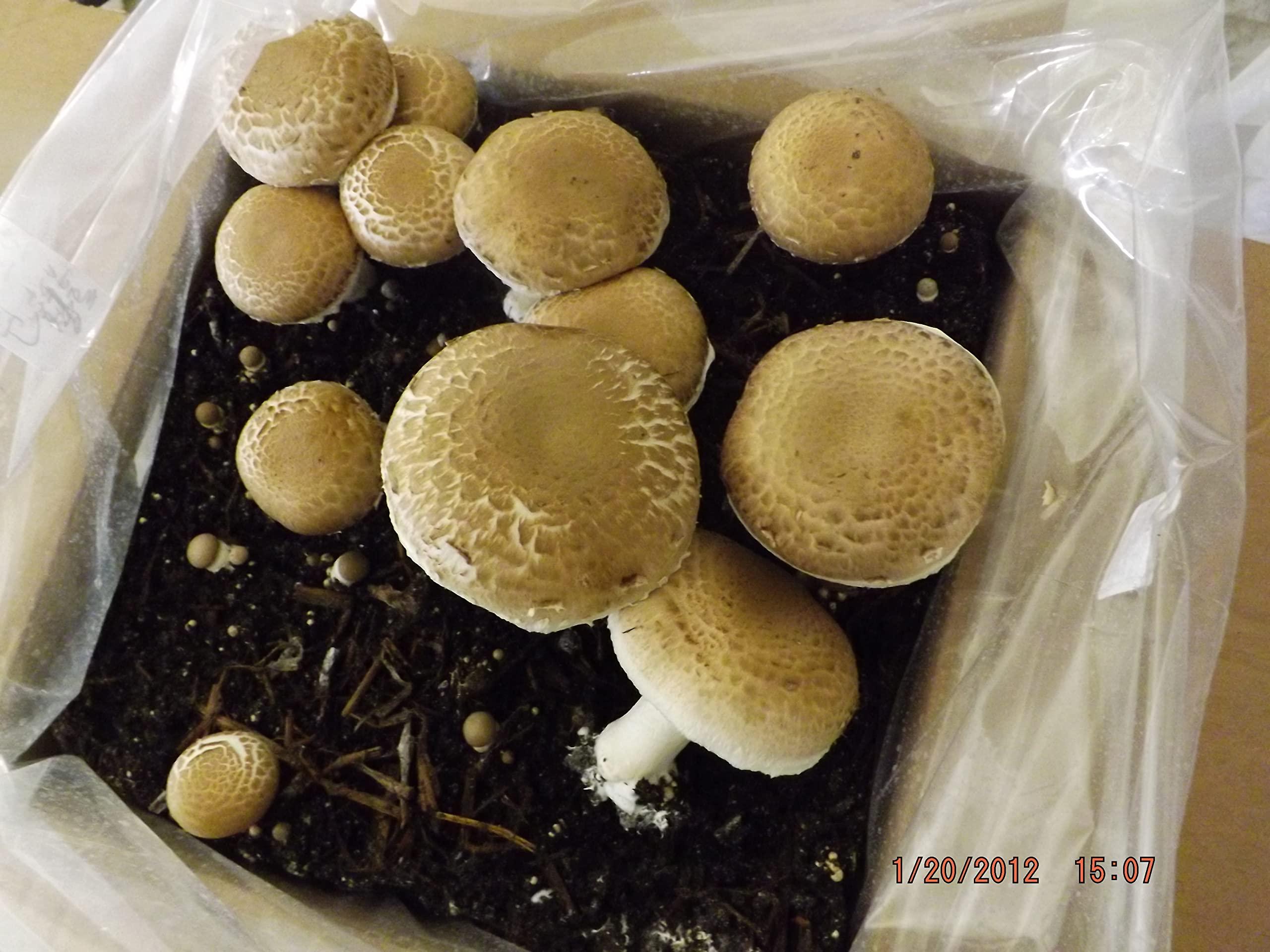 Willow Mountain Mushrooms Mushroom Lovers Multi Kit ~ One Each ~ Button, Crimini and Oyster ~ EASY to Grow!!