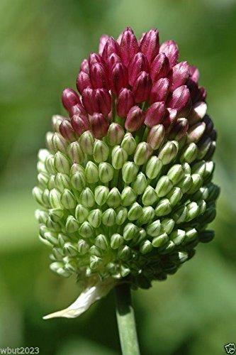 Allium 10 ALLIUM Bulbs~Purple Drumstick~ Ornamental Onion - FALL PLANTING, NOW SHIPPING
