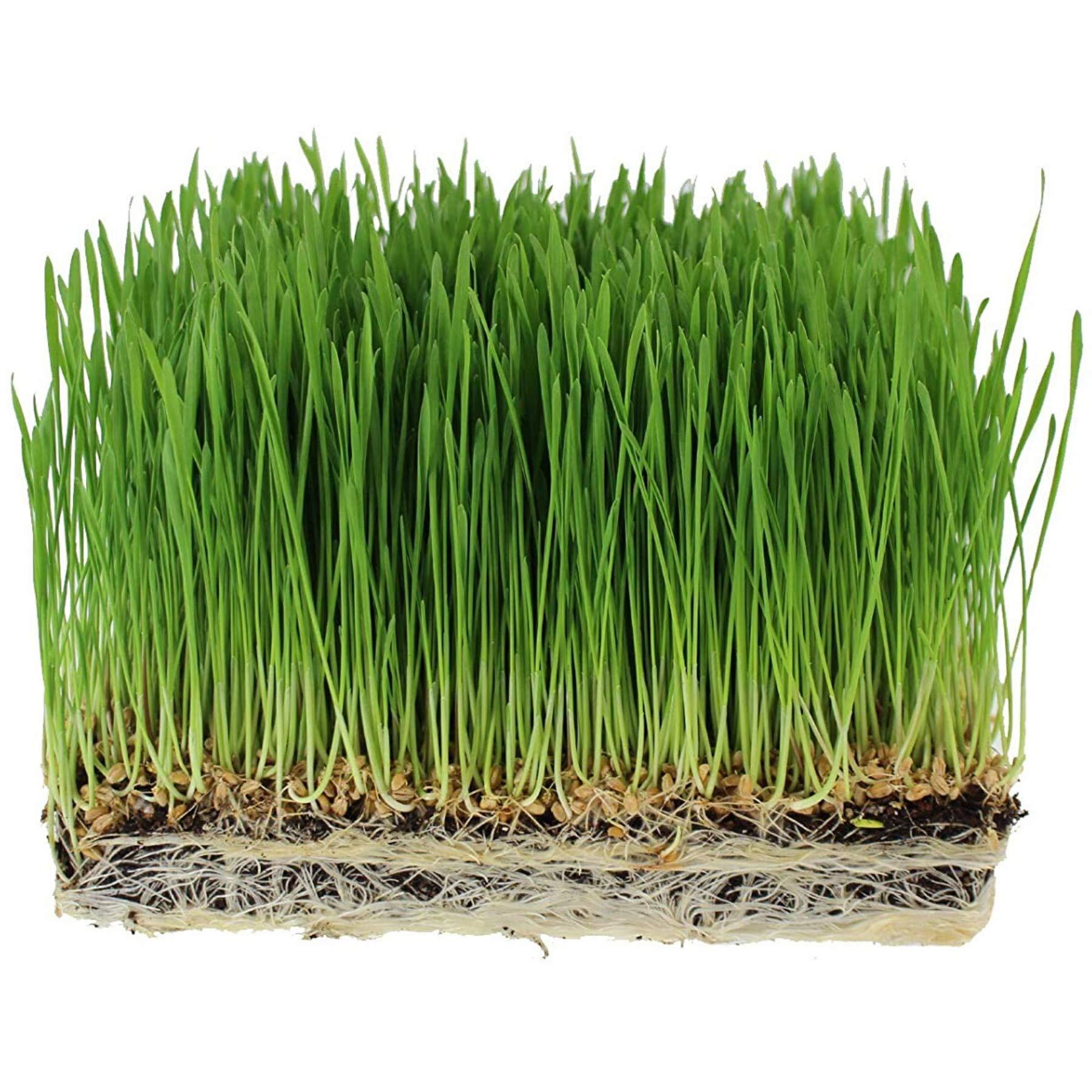 Handy Pantry Handy Pantry Organic Wheatgrass Seeds - For Wheat Grass, Cat Grass, Food Storage & More - Hard Red Wheat (2.5 Pounds)