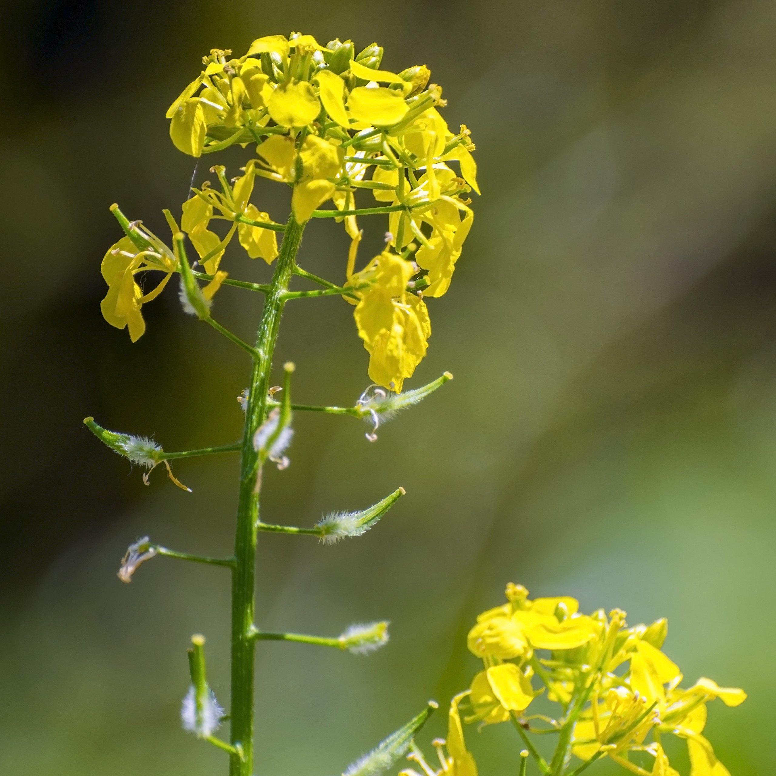 Outsidepride Outsidepride 10000 Seeds Annual Yellow Mustard Herb Garden Seed for Microgreens, Sprouts, & Cooking
