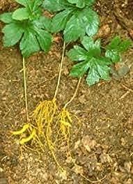 Calaherb Calaherb Goldenseal Root Powder 50 g / 1.76 oz