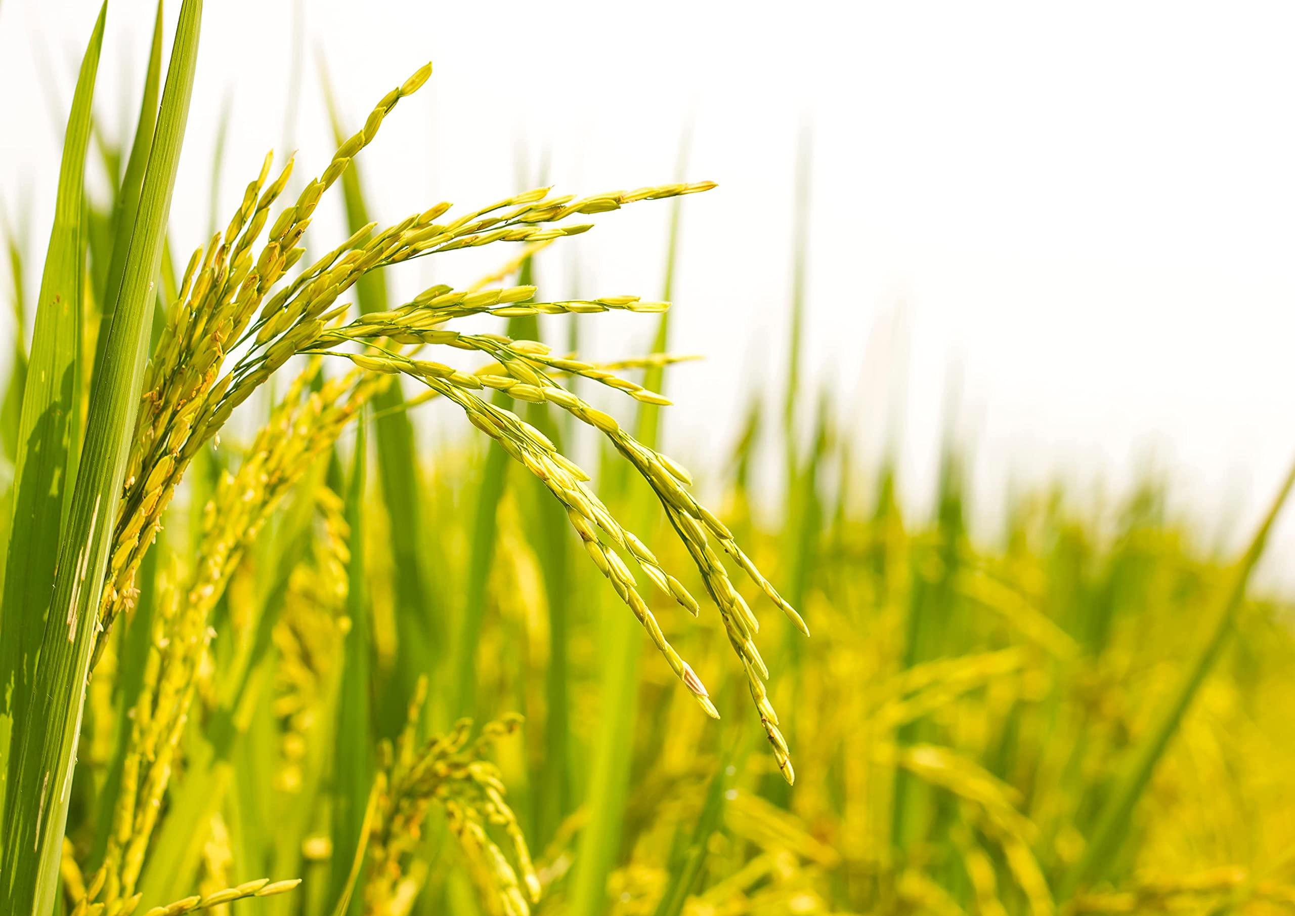 Food to Live Food to Live Organic Short Grain White Sushi Rice, 5 Pounds Non-GMO Japanese Style Perfectly Sticky Rice, Vegan, Bulk. Easy to Cook. Great as a Side Dish. Perfect for Sushi, Salads, and Desserts