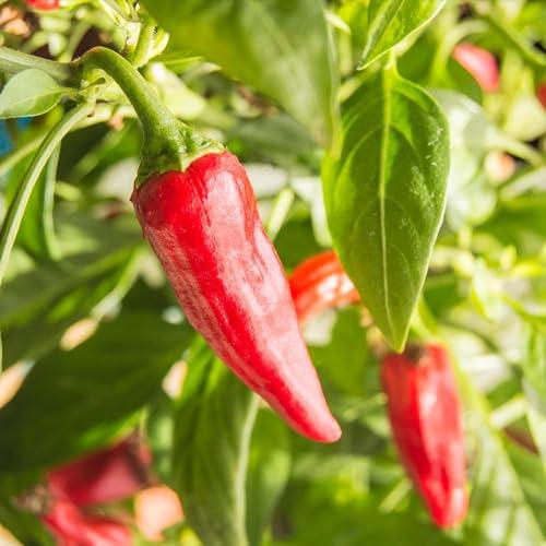 Frontier Frontier Co-op Organic Chili Powder Seasoning, 1 Pound, Mild to Moderatly Spicy, Sweet, Tangy, Zesty, Kosher, Salt Free