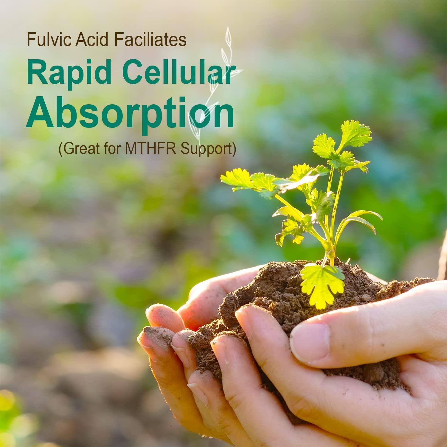 Vital Earth Minerals Vital Earth Minerals Super Multi 2-Pack  Liquid Multivitamins for Women, Men & Kids, Liquid Vitamins with Fulvic Acid for Better Absorption, MTHFR Support, 32 Oz Ea + 1 Oz Cup