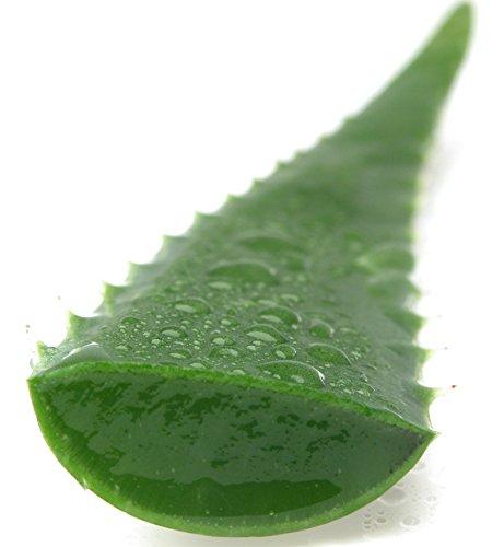 Barbadensis 3 Pounds Organic Extra Large Aloe Vera Barbadensis Green Leaves