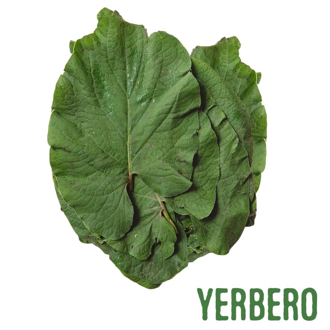 YERBERO Yerbero - Whole Premium Dried Hierba Santa Leaves 1.05 oz (30g) (25+ Leaves Per Bag) | Hoja De Hierba Santa Entera |100% Natural | Mexican Pepper Leaf Acuyo From Mexico | For use in Mexican Dishes, Tamales, Pozole, Carne Asada, Moles.